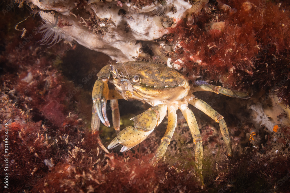 Cold salt water zeeland crab in Dutch Netherlands scuba dive site. Underwater crustacean wildlife in natural habitat environment Cold salt water zeeland crab in Dutch Netherlands scuba dive site. Underwater crustacean wildlife in natural habitat environment