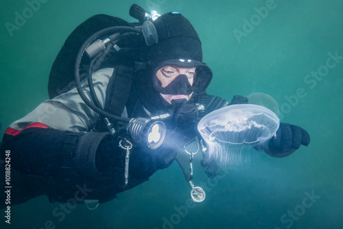 A cold water scuba diver explores the green water of Zeeland Netherlands with moon jellyfish wildlife swimming underwater in natural habitat. adventure sport activity in nature photo