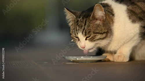 Tabby cat drinking milk from a saucer, enjoying the creamy beverage while sitting on the floor in a sunlit room