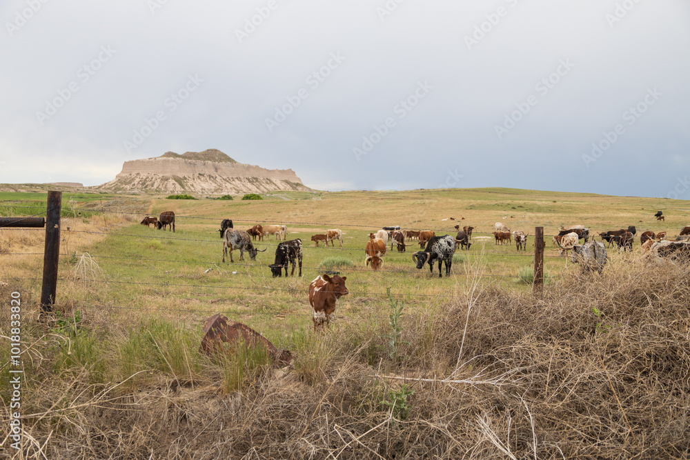 Obraz premium cows and calf in a field