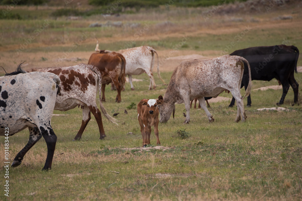 cows and calf in a field cows and calf in a field