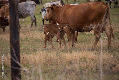 cow and calf in a field