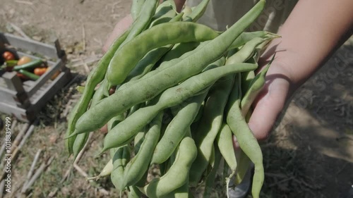 Woman holding organic green beans, close-up
