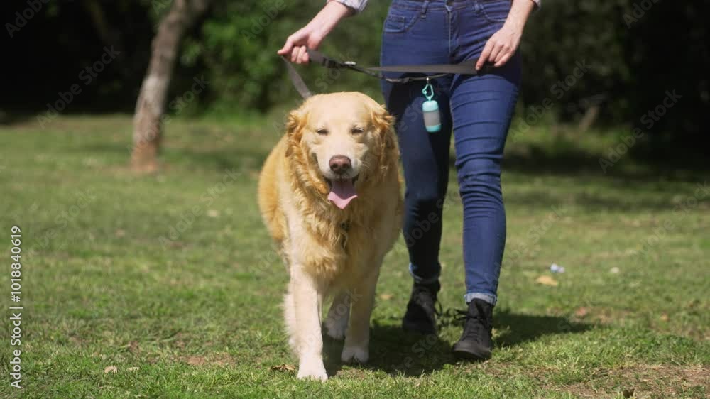Golden retriever walking happily beside person in blue jeans during a sunny day. Dog enjoying a peaceful stroll in the park, with bright sunlight and green surroundings.