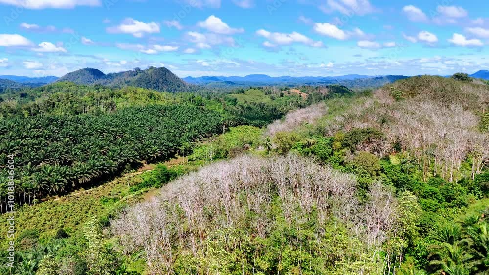 Sunny view of forests covering the uneven landscape. Multiple palm trees in the tropical woods of Sri Lanka, South Asia. Aerial view. Sunny view of forests covering the uneven landscape. Multiple palm trees in the tropical woods of Sri Lanka, South Asia. Aerial view.
