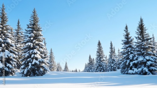 Snow-covered woodland with tall pine trees under a clear blue sky capturing the serene beauty of December 