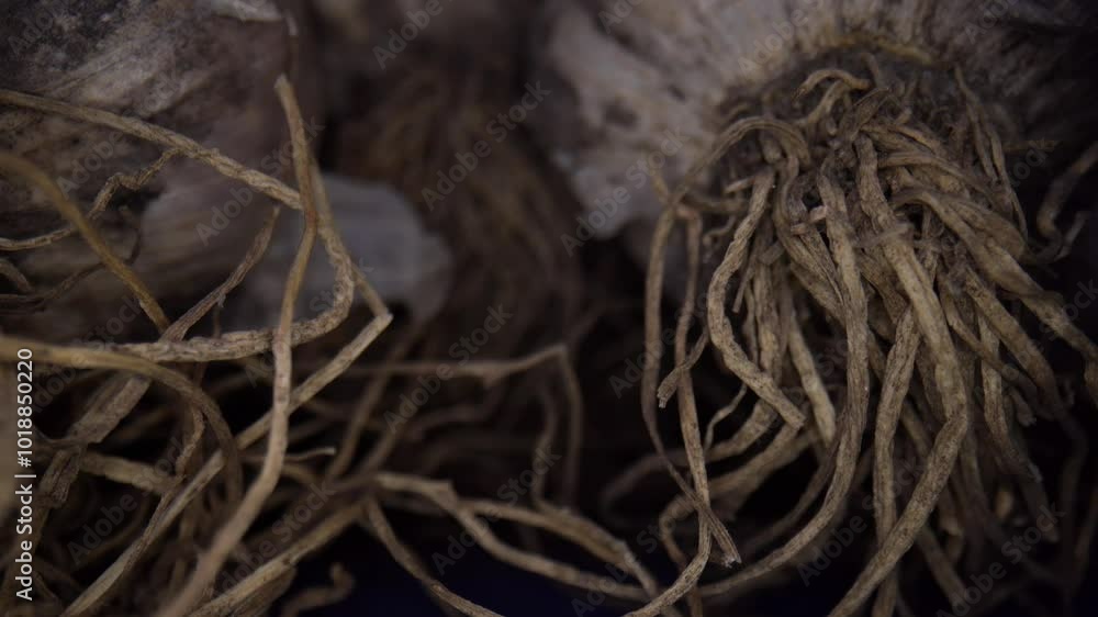 Dolly out, macro, close-up clip of the roots of the bunch of garlic. Dolly out, macro, close-up clip of the roots of the bunch of garlic.
