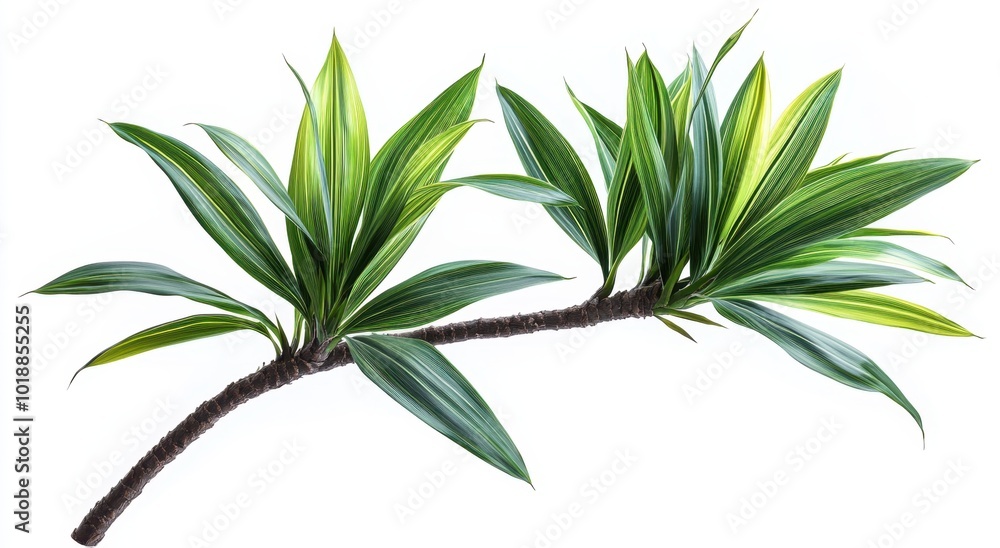 Palm tree branch with green leaves, cut out
Palm tree branch with green leaves, cut out