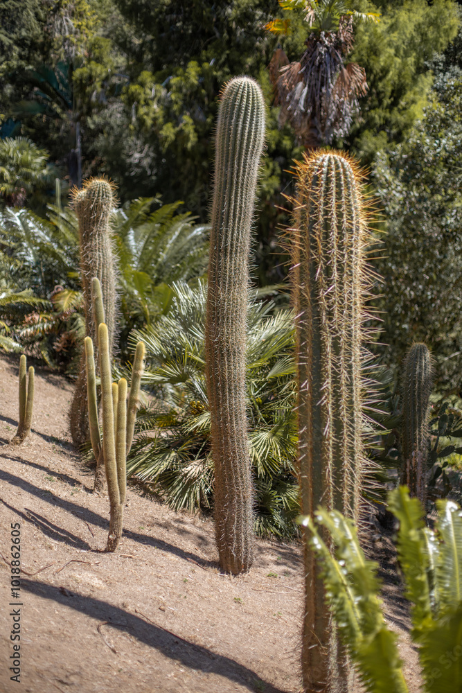 cactus park cactus park