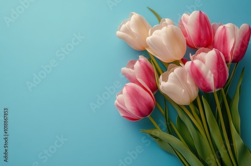 Vibrant bouquet of pink and white tulips arranged on a bright blue background