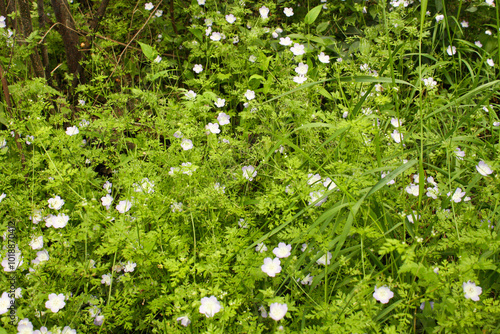 Wild overgrowth with small flowers photo