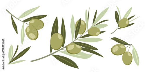 Set of different Olive Branches with fruits in Flat style. Trendy Design of green botanical Elements for menu, posters, banners, invitations, web, advertising, festival, logo. Vector illustration.