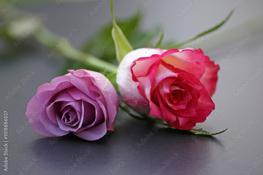close-up view of two lying roses purple and red on a gray background close-up view of two lying roses purple and red on a gray background