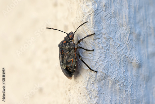 close-up side view from above of a marmorated stink bug on a white house wall 