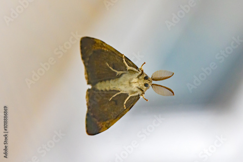 Photography close-up view of the underside of a gypsy moth with large antennae
