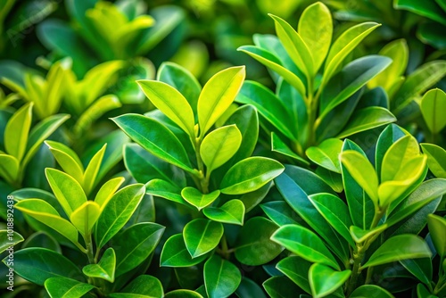 Wallpaper Mural Lush Glossy Privet Leaves with Vibrant Green Color for Nature and Gardening Backgrounds and Decor Torontodigital.ca