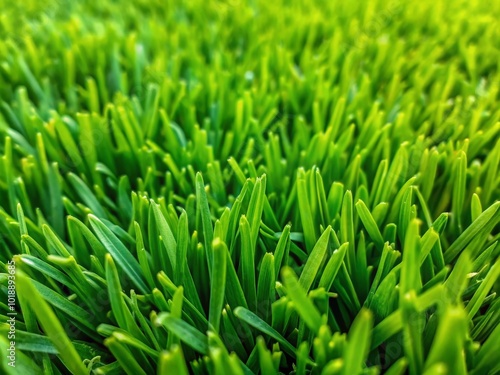 Lush Green Grass Texture for Nature Backgrounds, Gardening, and Outdoor Designs and Projects