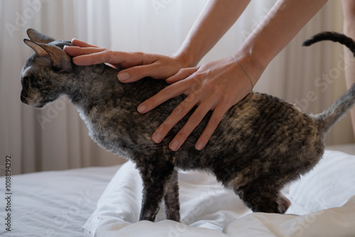 Cat Enjoys Gentle Petting on Soft Bed in Cozy Room photo