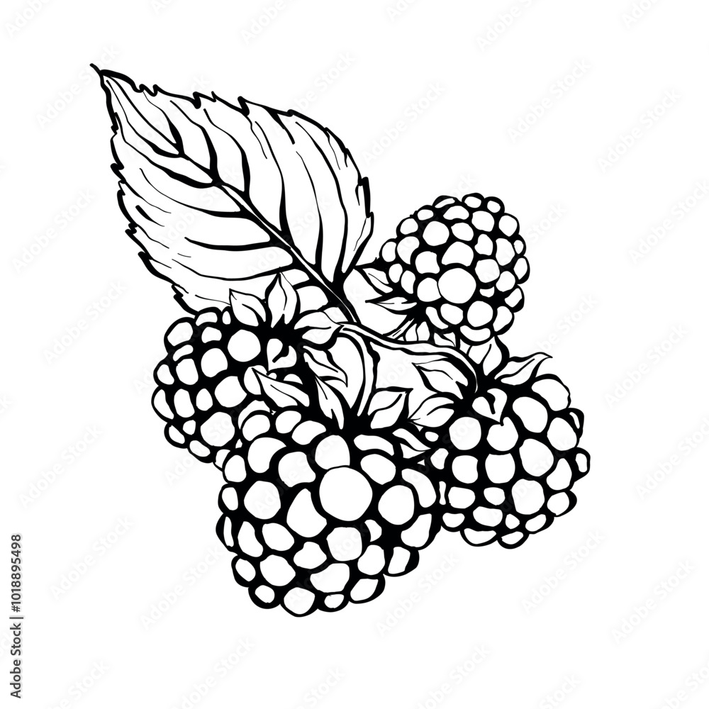Vector line illustration of blackberry branch with four berries and leaves, sketch of blackberry Vector line illustration of blackberry branch with four berries and leaves, sketch of blackberry