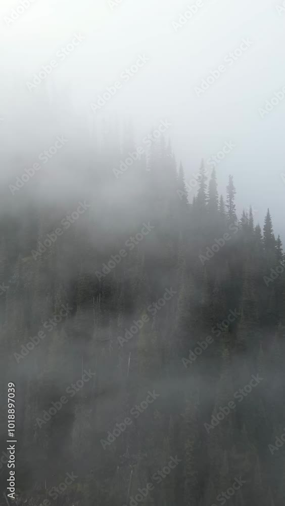 custom made wallpaper toronto digitalAerial view of a misty forest. The fog rolls over the mountainside, obscuring the tops of the pine trees. Drone footage of nature. British Columbia, Canada.