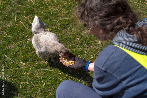 Chicken eat corn from the hand of farmer photo