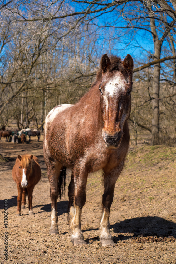 Family portrait of old spirit horses in the open land Family portrait of old spirit horses in the open land