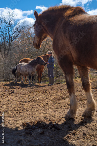 Professional animal carer candid moment with horses