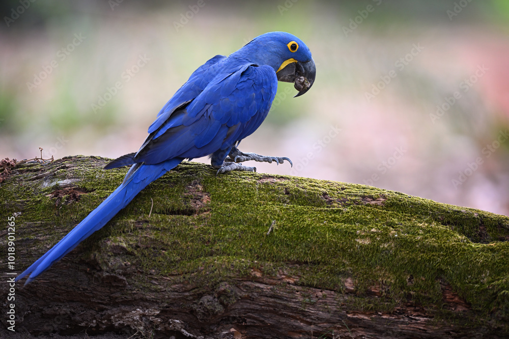 Naklejka premium Hyacinth Macaw Biting Nut on Mossy Log
