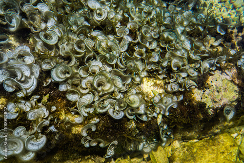 Algae and corals in clear water in the shallows of a warm sea. photo