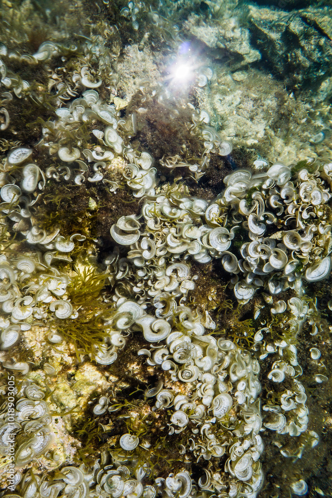 Algae and corals in clear water in the shallows of a warm sea. Algae and corals in clear water in the shallows of a warm sea.