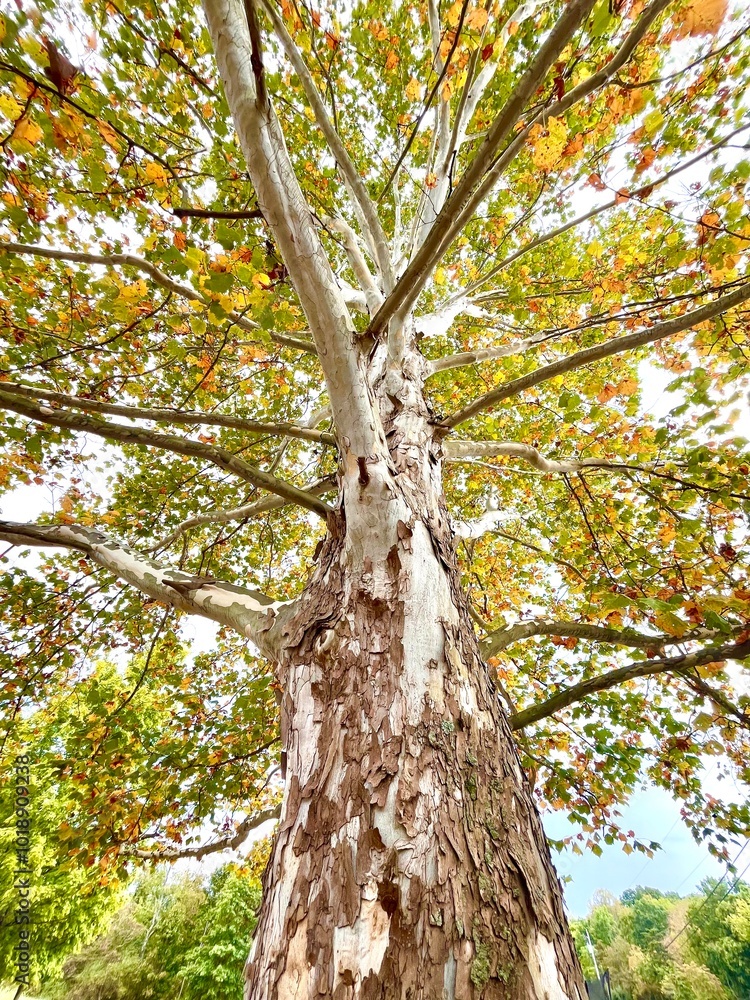 Fototapeta premium Up the Sycamore