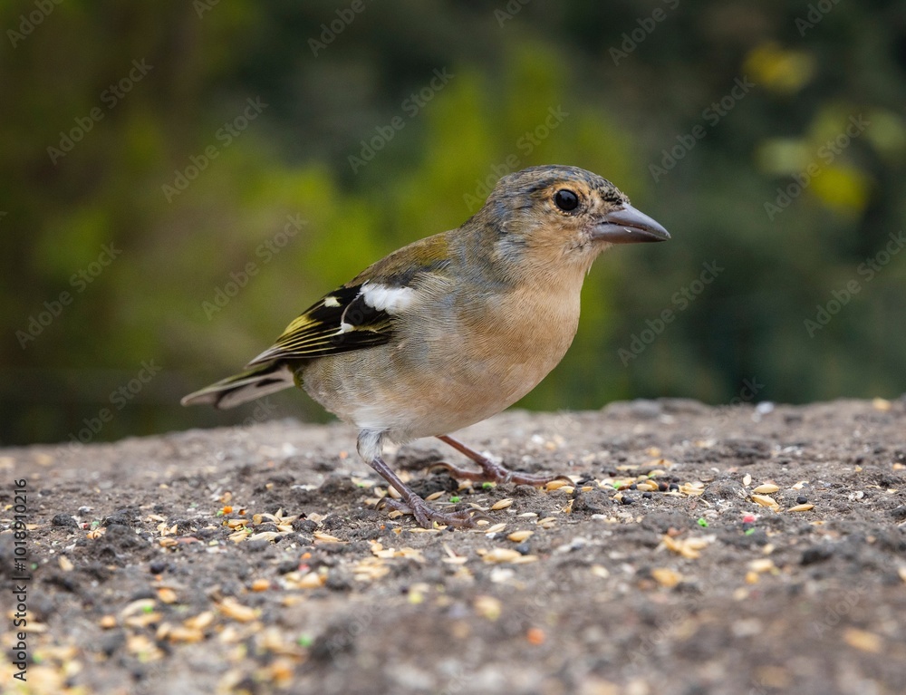 Finch. Bird.Forest of Balcoes Madeira. Finch. Bird.Forest of Balcoes Madeira.
