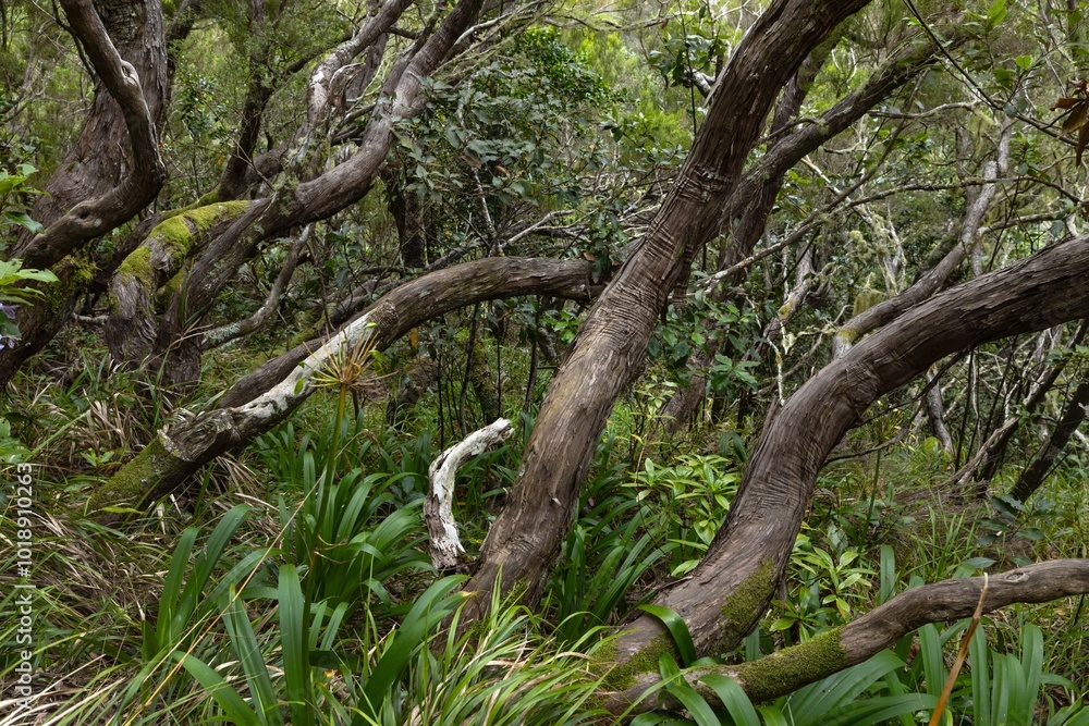 Forest of Balcoes Madeira. Forest of Balcoes Madeira.