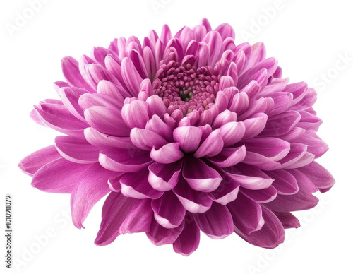 PNG Purple chrysanthemum flower chrysanths dahlia plant.