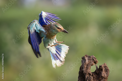 Landing phase of blue scavenger