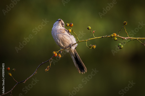 Shrikes scanning the sky