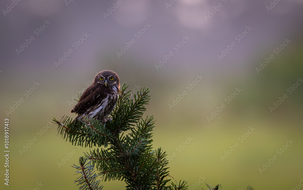 Fototapeta premium Pygmy owl on beautiful branch