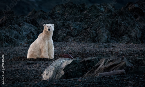 Polar bear at black pebble beach in Svalbard photo