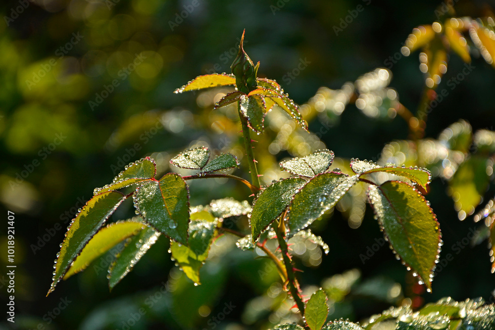 pąk róży na pędzie pokryty kroplami rosy, zielony pędy róży pokryty rosą, close up of dew covered green plant buds, rose bud covered with dewdrops