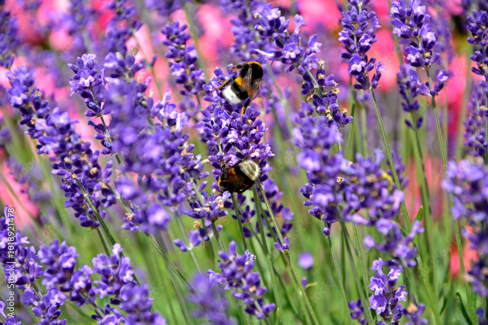 trzmiel na lawendzie, trzmiel na kwitach lawendy na różowym tle, bumblebee on lavender, bumblebee on lavender flowers on a pink background
