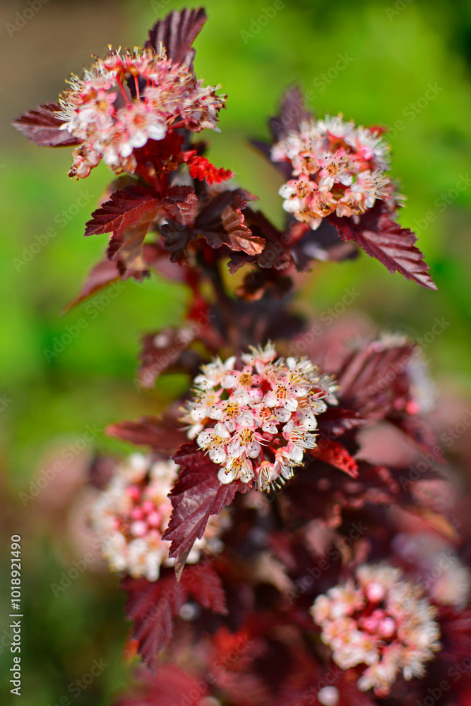 Pęcherznica kalinolistna Little Angel, Physocarpus opulifolius, kwitnąca pęcherznica o czerwonych liściach, common ninebark,Eastern ninebark, White blossom and dark red leaves on a Physocarpus