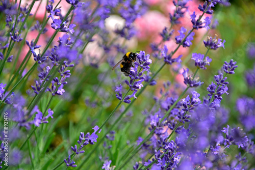 Obraz na płótnie trzmiel na lawendzie, trzmiel na kwitach lawendy na różowym tle, bumblebee on lavender, bumblebee on lavender flowers on a pink background w salonie