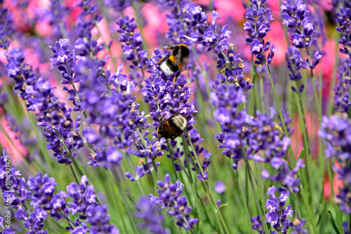 Obraz na płótnie trzmiel na lawendzie, trzmiel na kwitach lawendy na różowym tle, bumblebee on lavender, bumblebee on lavender flowers on a pink background w salonie