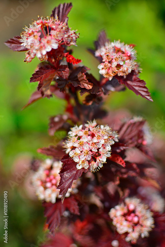 Obraz na płótnie Pęcherznica kalinolistna Little Angel, Physocarpus opulifolius, kwitnąca pęcherznica o czerwonych liściach, common ninebark,Eastern ninebark, White blossom and dark red leaves on a Physocarpus w salonie