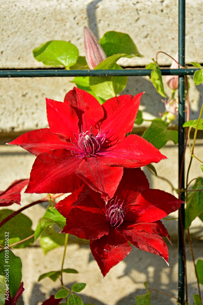 czerwony powojnik wielkokwaitowy, Clematis, powojnik NUBIA, Red clematis flower, Nubia Clematis flower