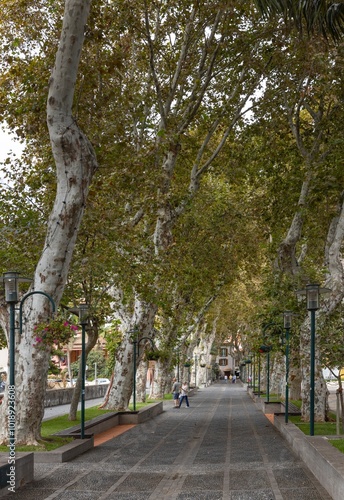 Avenue with trees. Machico. Madeira. photo