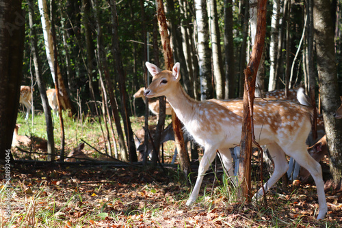 The fallow deer are in the autumn wood. photo