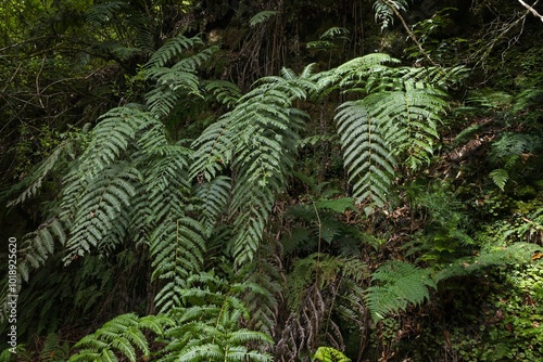 Ferns. Flowers and plants from Madeira Portugal.