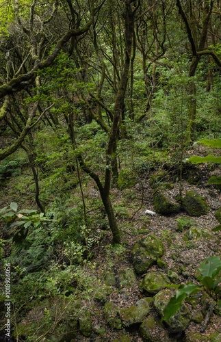 Forest.  Levada, madeira parque das queimadas, pico das piedras, pico ruivo, portugal. Jungle. photo