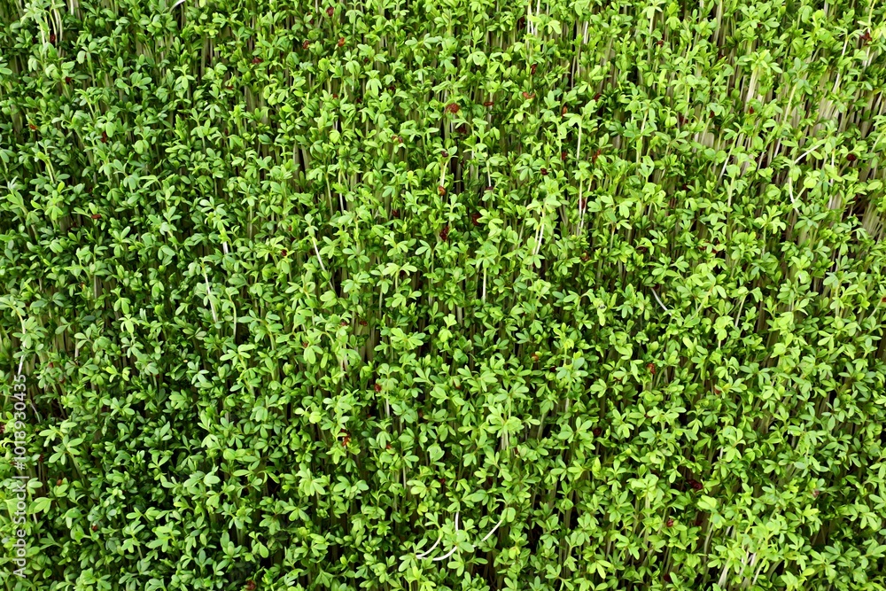Micro watercress shoots. Microgreen farming Micro watercress shoots. Microgreen farming